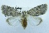  (Giaura nigricollaris - USNM ENT 00719307)  @13 [ ] Unspecified (default): All Rights Reserved  Unspecified Unspecified