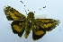  (Cephrenes moseley moseleyi - USNM ENT 00730826)  @13 [ ] Unspecified (default): All Rights Reserved  Unspecified Unspecified