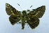  (Sabera sp. AAN8937 - USNM ENT 00730829)  @13 [ ] Unspecified (default): All Rights Reserved  Unspecified Unspecified