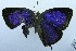  ( - USNM ENT 00730831)  @12 [ ] Unspecified (default): All Rights Reserved  Unspecified Unspecified