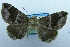  ( - USNM ENT 00730864)  @13 [ ] Unspecified (default): All Rights Reserved  Unspecified Unspecified