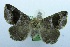  ( - USNM ENT 00730869)  @13 [ ] Unspecified (default): All Rights Reserved  Unspecified Unspecified