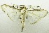  (Cydalima sp - USNM ENT 00731039)  @14 [ ] Unspecified (default): All Rights Reserved  Unspecified Unspecified