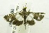  (Dracaenura albonigralis - USNM ENT 00731061)  @13 [ ] Unspecified (default): All Rights Reserved  Unspecified Unspecified