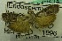  (Ptyomaxia sp. ABU5766 - USNM ENT 00731131)  @13 [ ] Unspecified (default): All Rights Reserved  Unspecified Unspecified