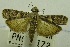  (Ptyomaxia sp - USNM ENT 00731132)  @11 [ ] Unspecified (default): All Rights Reserved  Unspecified Unspecified