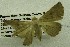  ( - USNM ENT 00731152)  @12 [ ] Unspecified (default): All Rights Reserved  Unspecified Unspecified