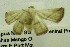  (Eublemma nr. silicula - USNM ENT 00731154)  @11 [ ] Unspecified (default): All Rights Reserved  Unspecified Unspecified