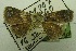  (Dysgnathia nr. albolineata - USNM ENT 00731166)  @11 [ ] Unspecified (default): All Rights Reserved  Unspecified Unspecified
