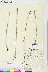  (Equisetum variegatum - CAN248222)  @11 [ ] CreativeCommons - Attribution Non-Commercial Share-Alike (2020) Canadian Museum of Nature Canadian Museum of Nature
