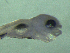  ( - BRCD-1117)  @11 [ ] CreativeCommons - Attribution Share-Alike (2021) Unspecified Sheep Breedin Research Institute