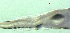  ( - BRCD-1117)  @11 [ ] CreativeCommons - Attribution Share-Alike (2021) Unspecified Sheep Breedin Research Institute