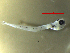  ( - BRCD-5)  @11 [ ] CreativeCommons  Attribution Non-Commercial Share-Alike (2020) Alpaslan Kara Sheep Breeding Research Institute