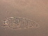  (Aculus sp. AH14 - AH14-1)  @11 [ ] CreativeCommons - Attribution Non-Commercial Share-Alike (2020) Unspecified Nanjing Agriculture university