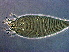  (Tegonotus sp. GZ35 - GZ35-2)  @11 [ ] CreativeCommons - Attribution Non-Commercial Share-Alike (2020) Unspecified Nanjing Agriculture university