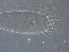  ( - FJ23-1)  @11 [ ] CreativeCommons - Attribution Non-Commercial Share-Alike (2020) Unspecified Nanjing Agriculture university