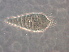  (Tegolophus pittosporumi - GX32-3)  @11 [ ] CreativeCommons - Attribution Non-Commercial Share-Alike (2020) Unspecified Nanjing Agriculture university