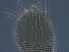  ( - GX34-1)  @11 [ ] CreativeCommons - Attribution Non-Commercial Share-Alike (2020) Unspecified Nanjing Agriculture university