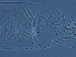  ( - S110-1)  @11 [ ] CreativeCommons - Attribution Non-Commercial Share-Alike (2020) Unspecified Nanjing Agriculture university