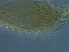  ( - L5-1)  @11 [ ] CreativeCommons - Attribution Non-Commercial Share-Alike (2020) Unspecified Nanjing Agriculture university