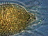  (Aculops sinensis - GZ38-1)  @11 [ ] CreativeCommons - Attribution Non-Commercial Share-Alike (2020) Unspecified Nanjing Agriculture university