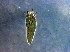  ( - NJAU-epi-4)  @11 [ ] CreativeCommons - Attribution Non-Commercial Share-Alike (2020) Unspecified Nanjing Agriculture university