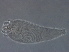  (Cecidophyinae - GX53P-1)  @11 [ ] CreativeCommons - Attribution Non-Commercial Share-Alike (2020) Unspecified Nanjing Agriculture university