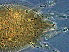  ( - GZ38-2)  @11 [ ] CreativeCommons - Attribution Non-Commercial Share-Alike (2020) Unspecified Nanjing Agriculture university
