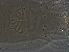  (Apodiptacus toxicodendri - FJ25-3)  @11 [ ] CreativeCommons - Attribution Non-Commercial Share-Alike (2020) Unspecified Nanjing Agriculture university
