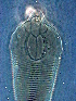  ( - GD140-1)  @11 [ ] CreativeCommons - Attribution Non-Commercial Share-Alike (2020) Unspecified Nanjing Agriculture university