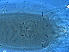  ( - GD140-1)  @11 [ ] CreativeCommons - Attribution Non-Commercial Share-Alike (2020) Unspecified Nanjing Agriculture university