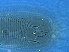  ( - GD140-1)  @11 [ ] CreativeCommons - Attribution Non-Commercial Share-Alike (2020) Unspecified Nanjing Agriculture university