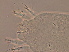  (Aceria pallida - HN235-1)  @11 [ ] CreativeCommons - Attribution Non-Commercial Share-Alike (2020) Unspecified Nanjing Agriculture university
