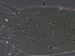  ( - GD130-2)  @11 [ ] CreativeCommons - Attribution Non-Commercial Share-Alike (2020) Unspecified Nanjing Agriculture university