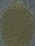  ( - YN453-5)  @11 [ ] CreativeCommons - Attribution Non-Commercial Share-Alike (2020) Unspecified Nanjing Agriculture university