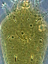  ( - YN453-5)  @11 [ ] CreativeCommons - Attribution Non-Commercial Share-Alike (2020) Unspecified Nanjing Agriculture university