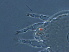  ( - AH12-1)  @11 [ ] CreativeCommons - Attribution Non-Commercial Share-Alike (2020) Unspecified Nanjing Agriculture university