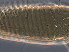  (Tegonotus sp. YN448 - YN448-1)  @11 [ ] CreativeCommons - Attribution Non-Commercial Share-Alike (2020) Unspecified Nanjing Agriculture university