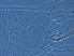  (Trimeroptes aleyrodiformis - GZ18-2)  @11 [ ] CreativeCommons - Attribution Non-Commercial Share-Alike (2020) Unspecified Nanjing Agriculture university
