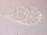  ( - GD139-1)  @11 [ ] CreativeCommons - Attribution Non-Commercial Share-Alike (2020) Unspecified Nanjing Agriculture university