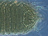  ( - AH36-1)  @11 [ ] CreativeCommons - Attribution Non-Commercial Share-Alike (2020) Unspecified Nanjing Agriculture university