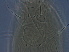  (Konola - Z277-1)  @11 [ ] CreativeCommons - Attribution Non-Commercial Share-Alike (2020) Unspecified Nanjing Agriculture university