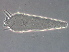  (Agenusetacus - GD122-2)  @11 [ ] CreativeCommons - Attribution Non-Commercial Share-Alike (2020) Unspecified Nanjing Agriculture university