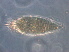  (Diptilomiopus sp. Z282 - Z282-1)  @11 [ ] CreativeCommons - Attribution Non-Commercial Share-Alike (2020) Unspecified Nanjing Agriculture university
