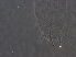  (Diptilomiopus sp. Z280 - Z280-1)  @11 [ ] CreativeCommons - Attribution Non-Commercial Share-Alike (2020) Unspecified Nanjing Agriculture university