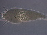  ( - GD115-4)  @11 [ ] CreativeCommons - Attribution Non-Commercial Share-Alike (2020) Unspecified Nanjing Agriculture university