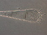  ( - GD138-3)  @11 [ ] CreativeCommons - Attribution Non-Commercial Share-Alike (2020) Unspecified Nanjing Agriculture university
