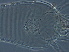 ( - GD138-3)  @11 [ ] CreativeCommons - Attribution Non-Commercial Share-Alike (2020) Unspecified Nanjing Agriculture university