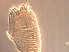  (Calacarus carinatus - AH35-1)  @11 [ ] CreativeCommons - Attribution Non-Commercial Share-Alike (2020) Unspecified Nanjing Agriculture university