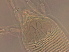  ( - GX56-1)  @11 [ ] CreativeCommons - Attribution Non-Commercial Share-Alike (2020) Unspecified Nanjing Agriculture university